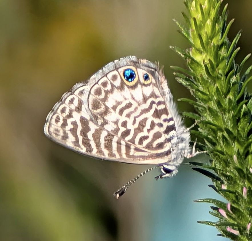 A small Ceraunus Blue butterfly clinging to the side of a green, elongated flower bud or seed head, photographed in profile with wings closed. The wing undersides display an intricate pattern of brown and white wavy lines and irregular markings on a pale grayish-white background. A prominent eyespot on the hindwing features a vivid metallic blue center ringed in black with a thin orange arc. The butterfly's small size is evident relative to the plant structure. The background is a soft, blurred gray-blue, isolating the delicate detail of the wing pattern.