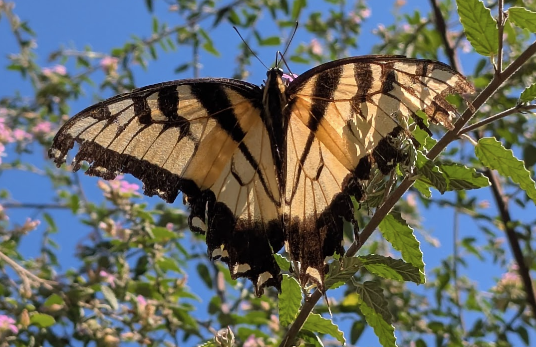 An Eastern Tiger Swallowtail butterfly perched on a thin branch amid green compound leaves and small pink flower clusters, photographed against a clear blue sky. The large wings are bright yellow with bold black tiger-stripe bands running vertically across the forewings. The hindwings show a border of blue scaling near the tail and a row of yellow marginal spots. The characteristic pointed tail extensions are visible on the hindwings. The butterfly is viewed from below at an angle, with wings held partially open, catching direct sunlight.