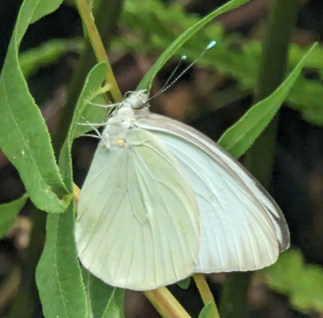 A Great Southern White butterfly perched on a slender green stem or leaf with its wings held closed, viewed in profile. The wings are pale white to slightly cream-colored with faint grayish-green scaling visible along the veins on the underside. The body is white with a slightly fuzzy thorax, and the dark compound eyes and slender antennae with clubbed tips are clearly visible. The butterfly is surrounded by narrow green leaves, with a dark background that accentuates the pale, almost luminous quality of the wings.