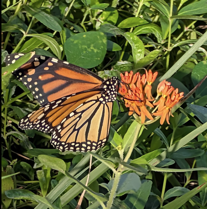 A Monarch butterfly feeding on a cluster of bright orange butterfly weed (Asclepias tuberosa) flowers, surrounded by dense green foliage. The wings are held open, showing the iconic pattern of deep orange panels divided by black veins, with a wide black border containing two rows of small white spots. The forewing tips are black with larger white and orange spots. The butterfly's black body is visible with white speckles. The warm orange of the wings closely echoes the orange of the milkweed flowers beneath it.