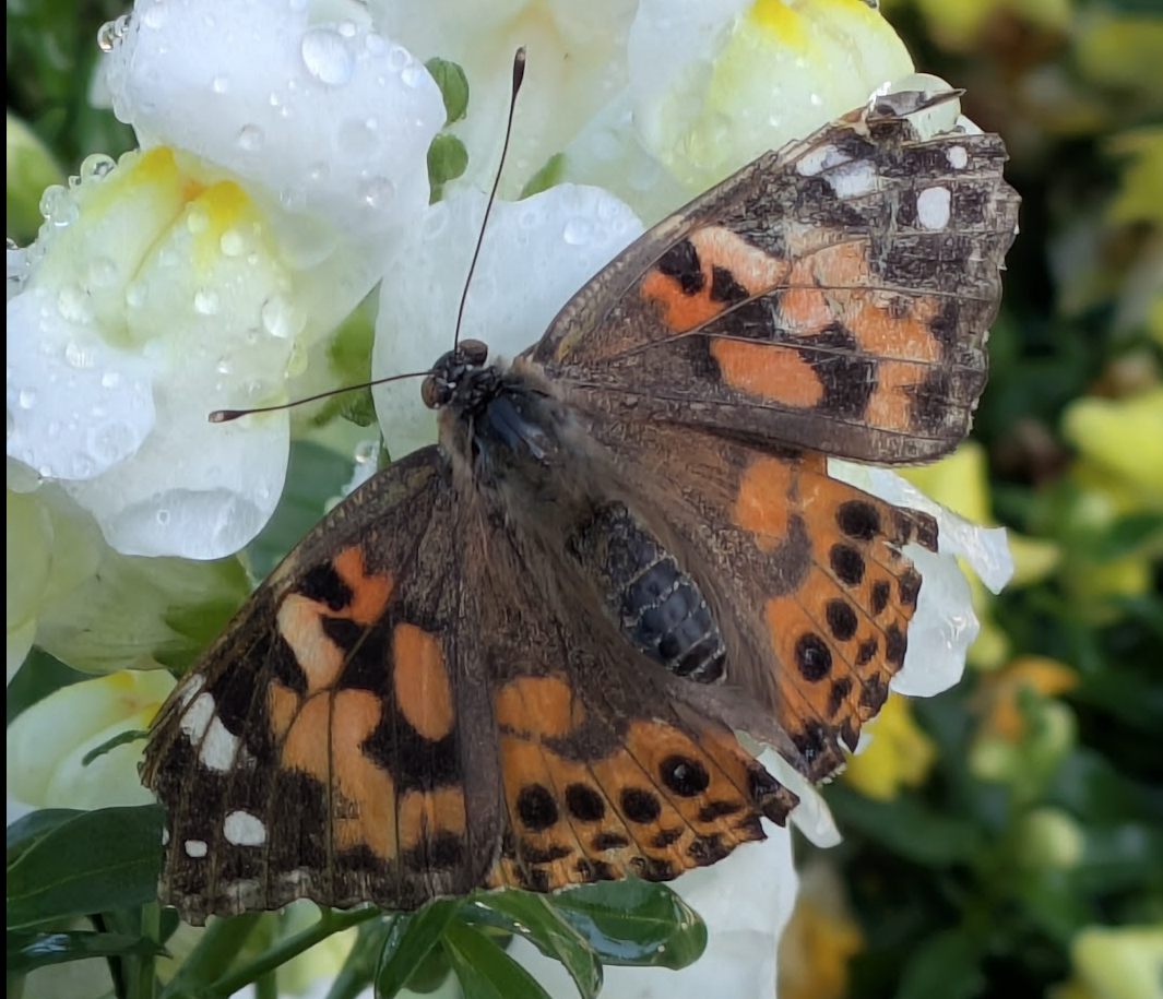 A Painted Lady butterfly perched on rain-speckled white snapdragon flowers with its wings held partially open. The forewings show a warm orange base color with irregular black patches, black tips marked with white spots, and brown patterning. The hindwing undersides are visible, displaying an intricate mosaic of brown, tan, orange, and white with small eyespots. The butterfly's body is covered in fine brown and tan hairs. Water droplets are visible on both the flower petals and the butterfly's wings, suggesting recent rain.