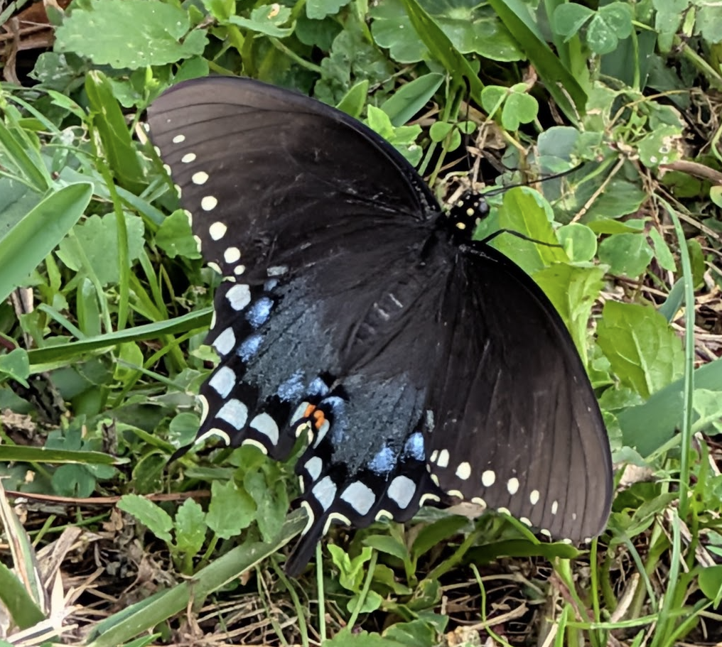 A Spicebush Swallowtail butterfly resting with wings spread open on low green grass and clover. The wings are predominantly black with a row of pale cream-yellow marginal spots along the outer edges of both the forewings and hindwings. The hindwings display striking iridescent blue scaling across their upper surface, along with a single small orange eyespot near the inner margin. The butterfly is viewed from above at a slight angle, with the full wingspan visible against the bright green ground cover and a few dry leaf fragments.