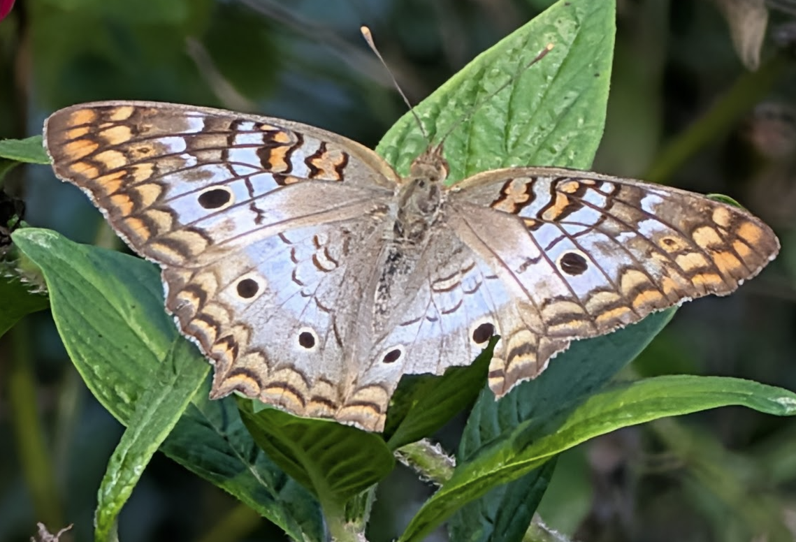 A White Peacock butterfly resting with wings fully spread on a broad green leaf, viewed from directly above. The wings are pale silvery-white to light tan with a delicate pattern of brown and warm orange bands running parallel to the wing margins. Small dark eyespots with pale centers are visible on both the forewings and hindwings. The wing edges have a subtle scalloped brown border. The overall effect is soft and muted compared to more boldly colored species, with the butterfly's pale coloring contrasting against the deep green foliage.