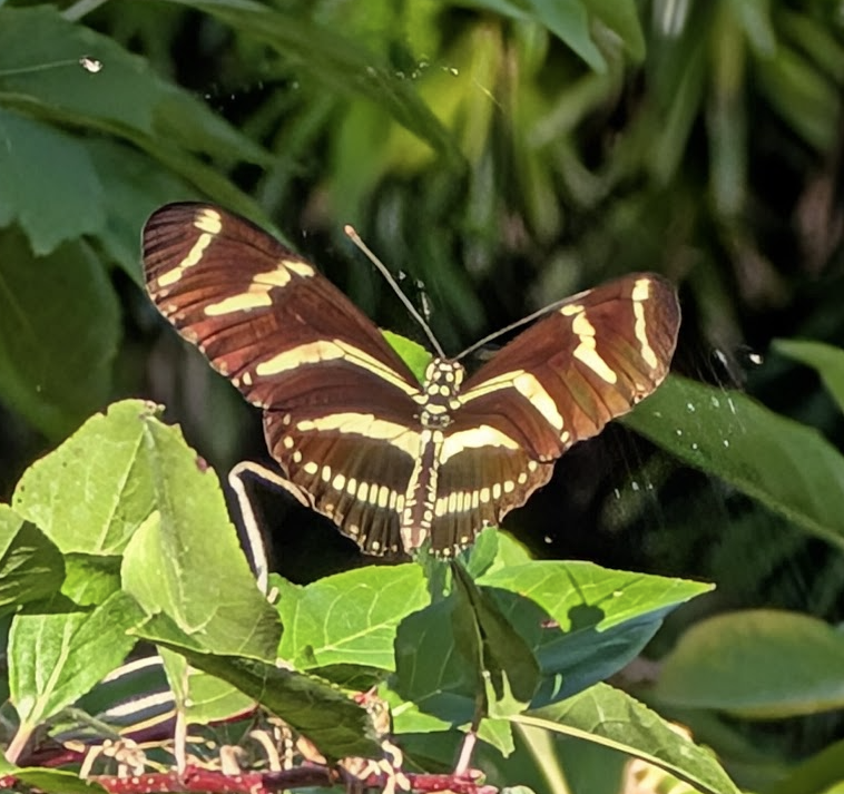 A Zebra Longwing butterfly with wings spread open, perched on green foliage in dappled warm light. The distinctively elongated, narrow wings are jet black with bold pale yellow horizontal stripes running across both the forewings and hindwings. The wing shape is noticeably longer and narrower than most other butterfly species, giving it a distinctive silhouette. The butterfly is viewed from above at a slight angle, with sunlight highlighting the contrast between the black and yellow banding pattern. Green leaves and hints of pink flowers are visible in the background.